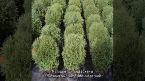 Как быстро растет туя