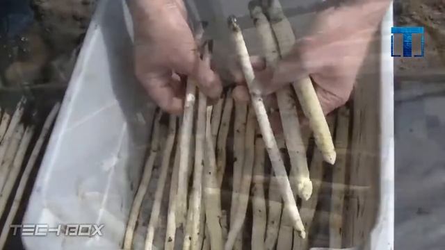 Необычные Технологии Сбора Урожая и Уникальная Сельхозтехника смотреть онлайн