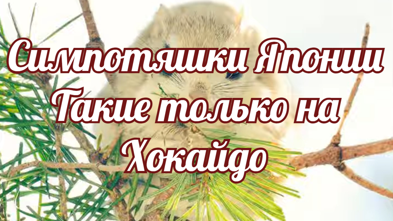Симпотяшки Японии Такие только на Хокайдо. смотреть онлайн