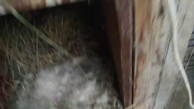 Как добиться у крольчих чтобы были 10 сосков смотреть онлайн