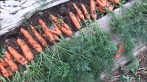 Посадка.Уборка.Хранение моркови "ДордоньF1"в 2018 году.