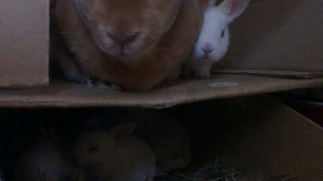 Семья роликов породы Рекс окрас голд