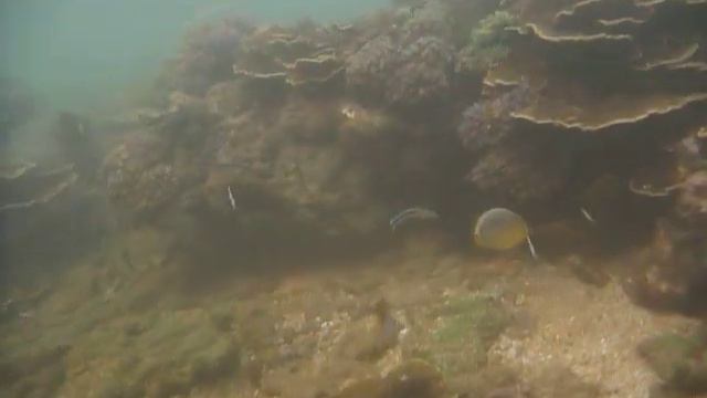 Sri Lanka,ශ්රී ලංකා,Ceylon,Coral Reef (07) смотреть онлайн