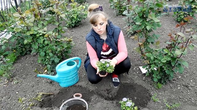 АГЕРАТУМ посадка выращивание уход вредители болезни подкормка размножение агератума смотреть онлайн