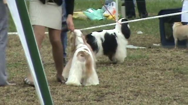 американский кокер-спаниель. смотреть онлайн