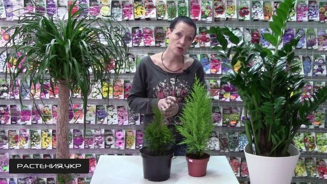 Почему желтеют Туя, Можжевельник, Кипарисовик в домашних условиях ? / хвойные растения смотреть онлайн