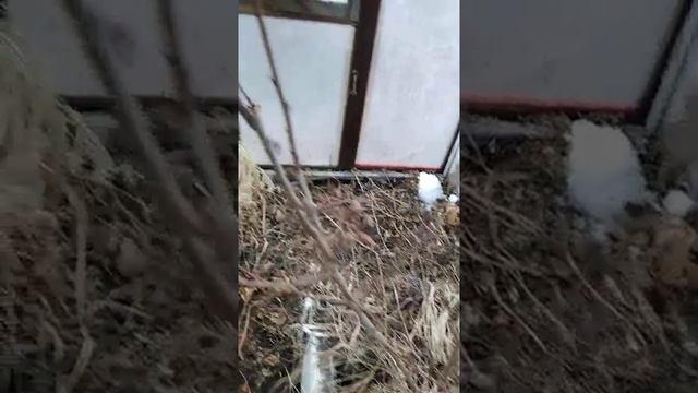 Абрикос Черный бархат в теплице 13.04.20 смотреть онлайн