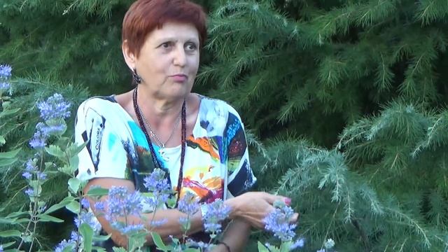 Душистый котовник - пряность и украшение клумбы