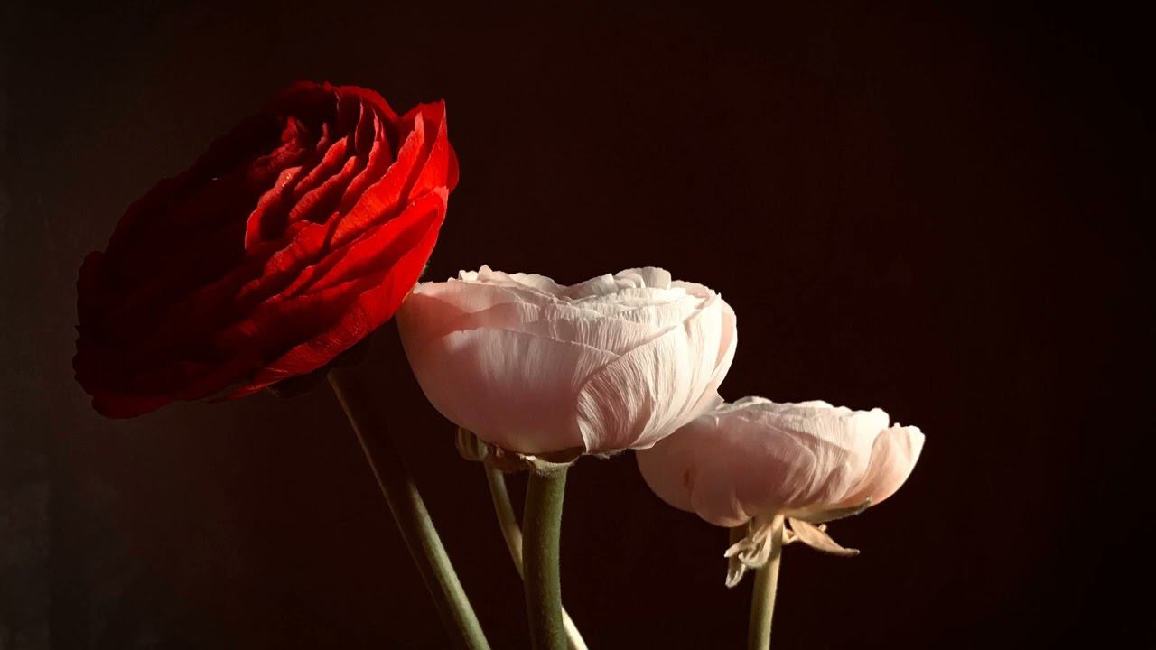 Melodic Jazz Only For You