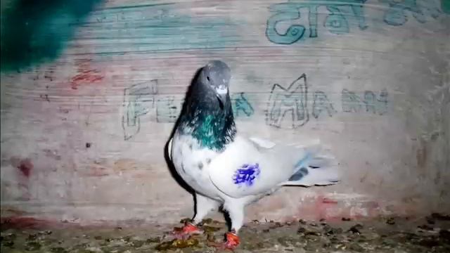 MY HIGH FLAYING KABOOTAR GREECE смотреть онлайн