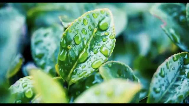 шум мелкого дождя для сна слушать звук дождя онлайн бесплатно в хорошем качестве для отдыха и спа смотреть онлайн