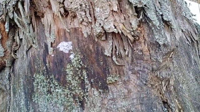 Прогулка в лесок!!!🐈🌳🍁 смотреть онлайн