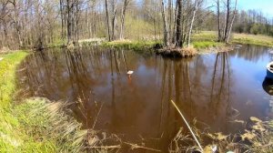 Свой пруд на участке - 2 года после зарыбления. Разведение рыбы. Пруд своими руками на хуторе