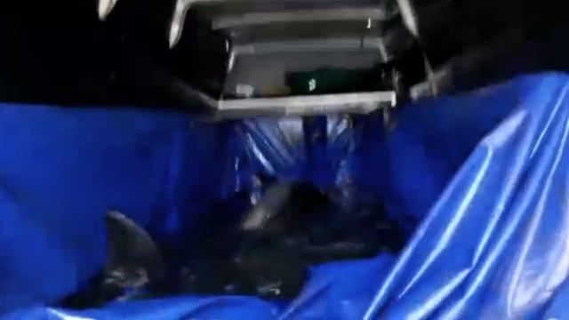 АФАЛИНЫ смотреть онлайн