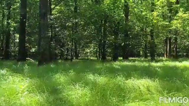 Природа! Валерий Гулянов смотреть онлайн