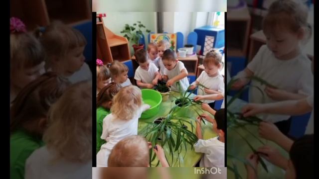 Уход за комнатными растениями в уголке природы средняя группа(доу) смотреть онлайн