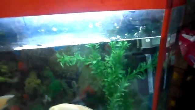 Большие аквариумные рыбы смотреть онлайн