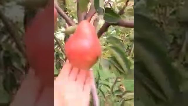 Груша Ред Ауньен.