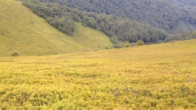 Вся гора усеяна черникой - обожраться можно смотреть онлайн