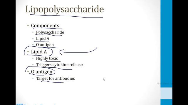 Infectious Diseases - 1. Basics Of Microbiology - 1.Bacteria Atf