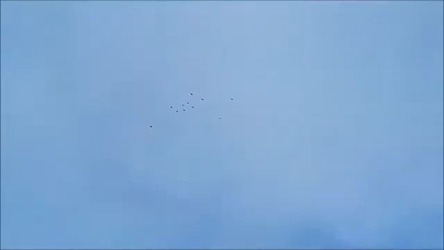 Николаевские голуби г. Глухов смотреть онлайн