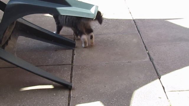 A stunning cat videos to watch! смотреть онлайн