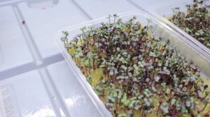 Строительная или агро вата, на чём лучше растёт микрозелень