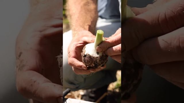 Чеснок хранится до следующего урожая! Покажу как правильно подготовить смотреть онлайн