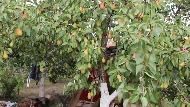 Груша Талгарская красавица Россия | Растущая Таврида смотреть онлайн