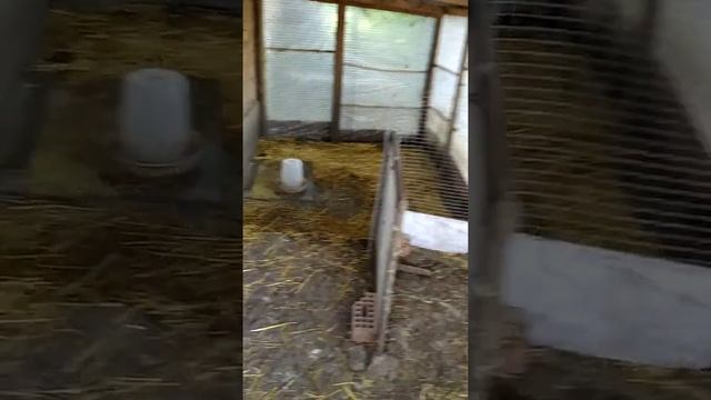 Индийский бегунок утка-наседка смотреть онлайн