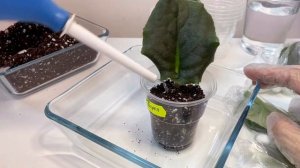 Как посадить лист фиалки ! Укоренение фиалок легко и просто