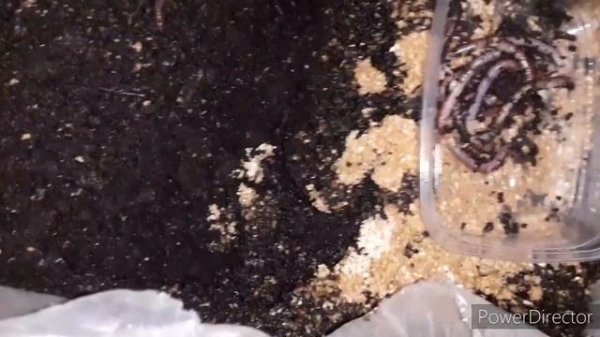 Фасовка червя для магазина HD 720p