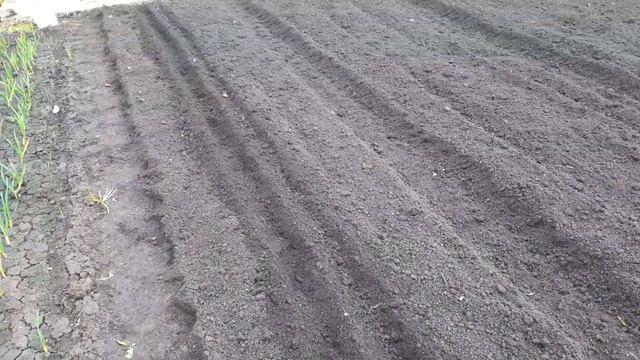 Сажаем ЛУК и МОРКОВЬ по всем ПРАВИЛАМ! #какпосадитьлук #какпосадитьморковь смотреть онлайн