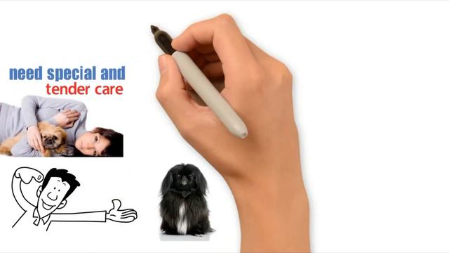 Albino Pekingese Dog - Watch This Video Guide Before You Get One! смотреть онлайн