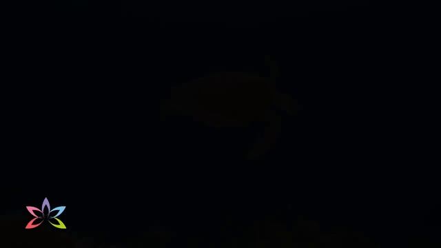 The Ocean 4K - Sea Animals for Relaxation, Beautiful Coral Reef Fish in Aquarium (4K Video Ultra HD смотреть онлайн