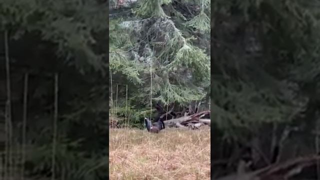 Токуване на глухар в Родопите смотреть онлайн