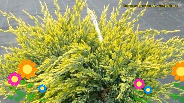 Можжевельник чешуйчатый холгер. Краткий обзор, описание характеристик juniperus squamata Holger смотреть онлайн