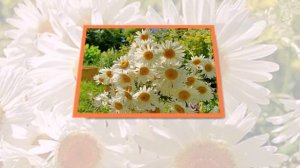 Ромашка белая---Тамара Козлова