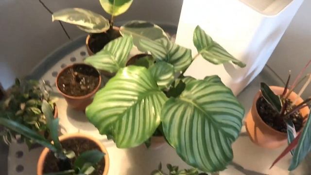 Комнатные растения, которые любят рассеянный свет. смотреть онлайн
