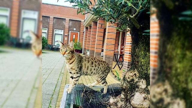 Саванна. Плюсы и минусы, Цена, Как выбрать, Факты, Уход, История