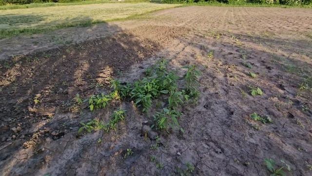 посев закончили🙏! потерял кота( смотреть онлайн