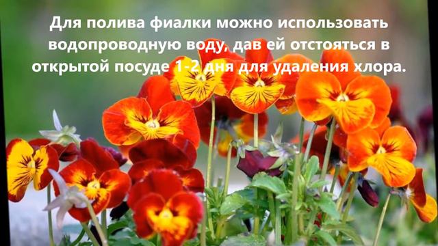 Секреты ухода за фиалками смотреть онлайн