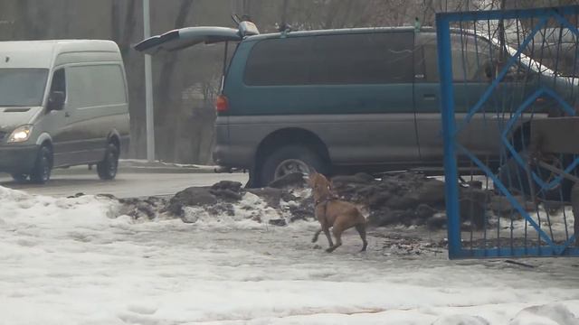 Собака попрыгунья. смотреть онлайн