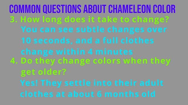 Why chameleons change colors - Chroma Edition смотреть онлайн