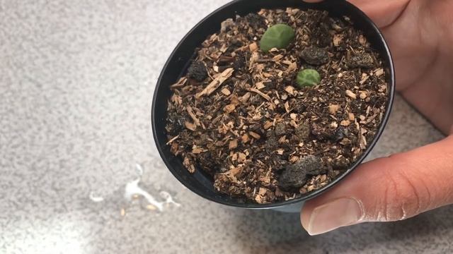 String of Turtles Propagation | UPDATE!! | Cuttings in Soil | Peperomia Prostrata смотреть онлайн