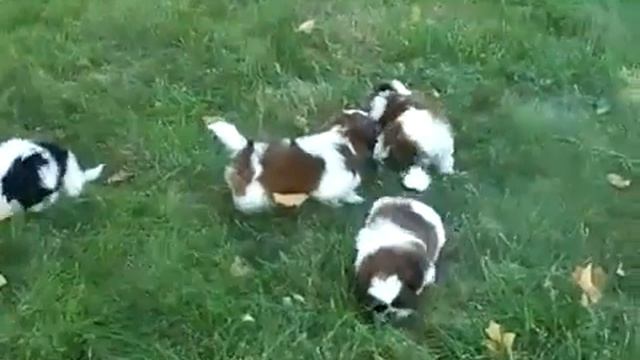 щенки ши тцу играют Shih Tzu puppies are playing 6 смотреть онлайн