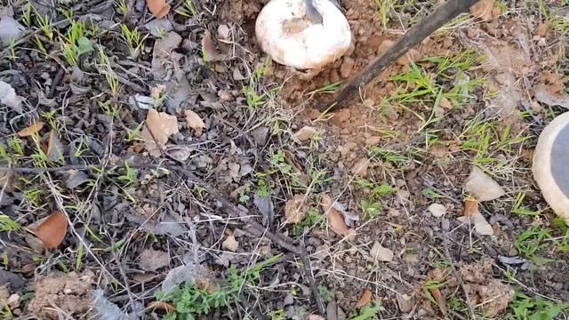 Gurumelos En Valverde