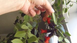 Комнатные цветы. "Цветущий" балкон. Обзор. #цветынабалконе #цветутцветочки