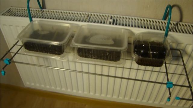 УДОБНАЯ ВЕЩЬ ПРИ ПРОРАЩИВАНИИ СЕМЯН смотреть онлайн