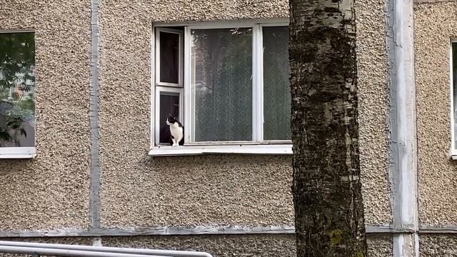 ? Цветочный влог. Пошла на почту – хорошо заказ отправить не забыла! Пробую магазинную солянку. смотреть онлайн